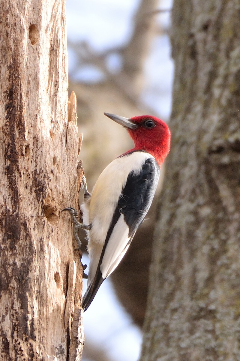 Red-headed Woodpecker - Rodrigo Ferronato