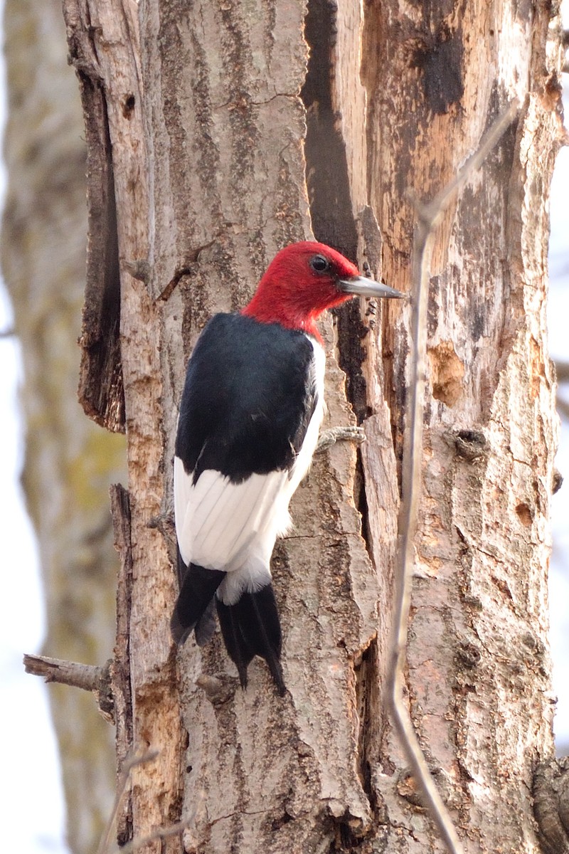 Red-headed Woodpecker - ML614959960