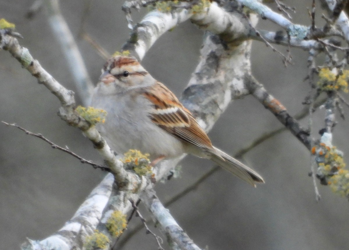 Chipping Sparrow - ML614959996