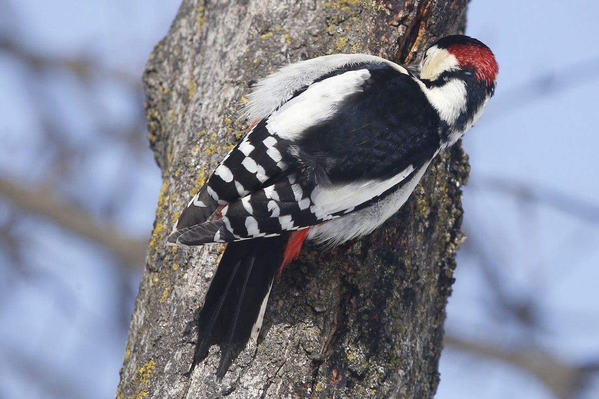 Great Spotted Woodpecker - ML614960056