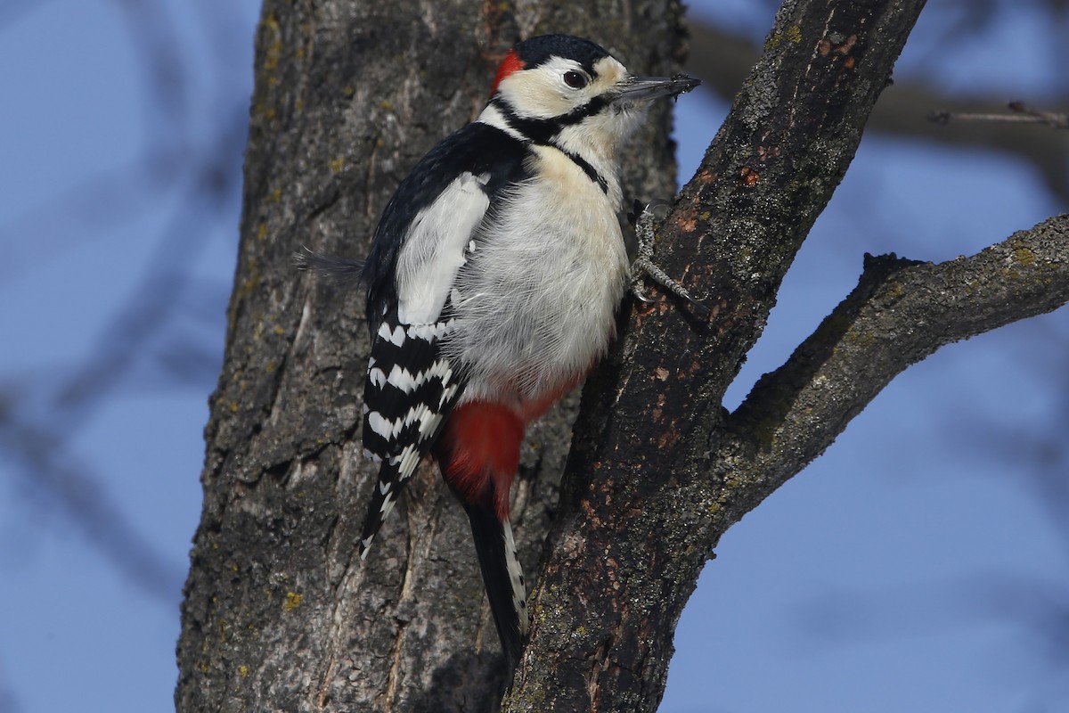 Great Spotted Woodpecker - ML614960057