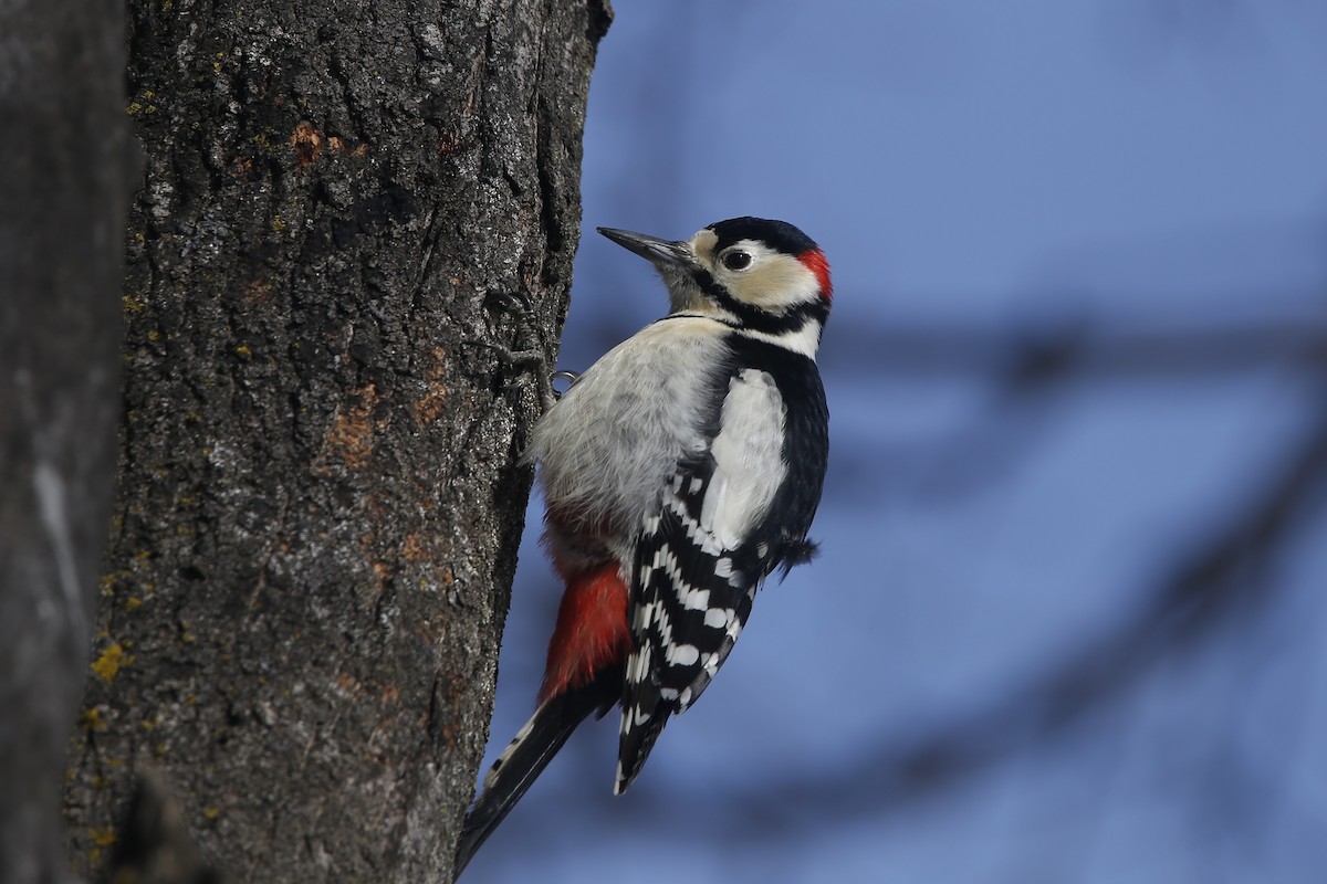 Great Spotted Woodpecker - ML614960058