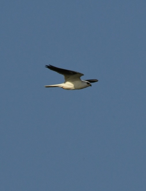 White-tailed Kite - ML614960106