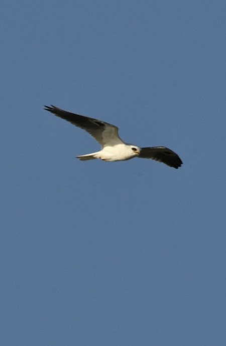 White-tailed Kite - ML614960107
