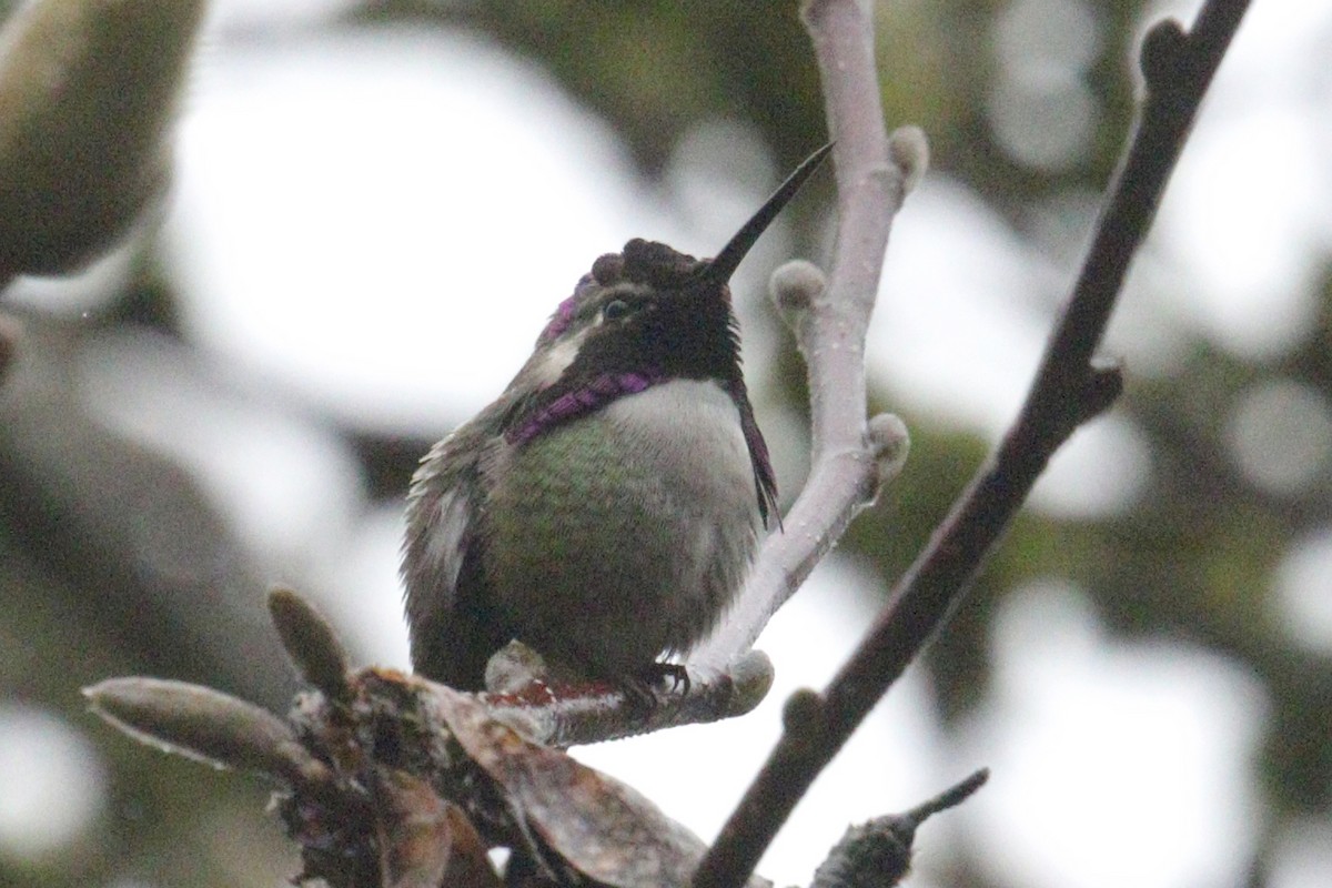 Costa's Hummingbird - ML614960251