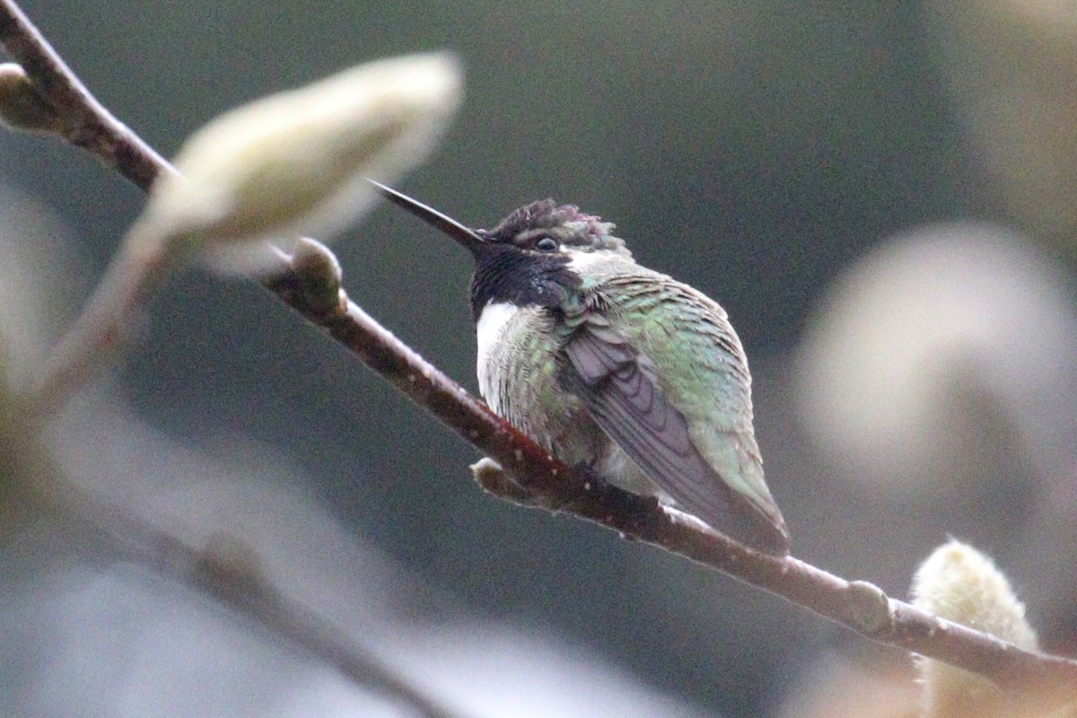 Costa's Hummingbird - ML614960252