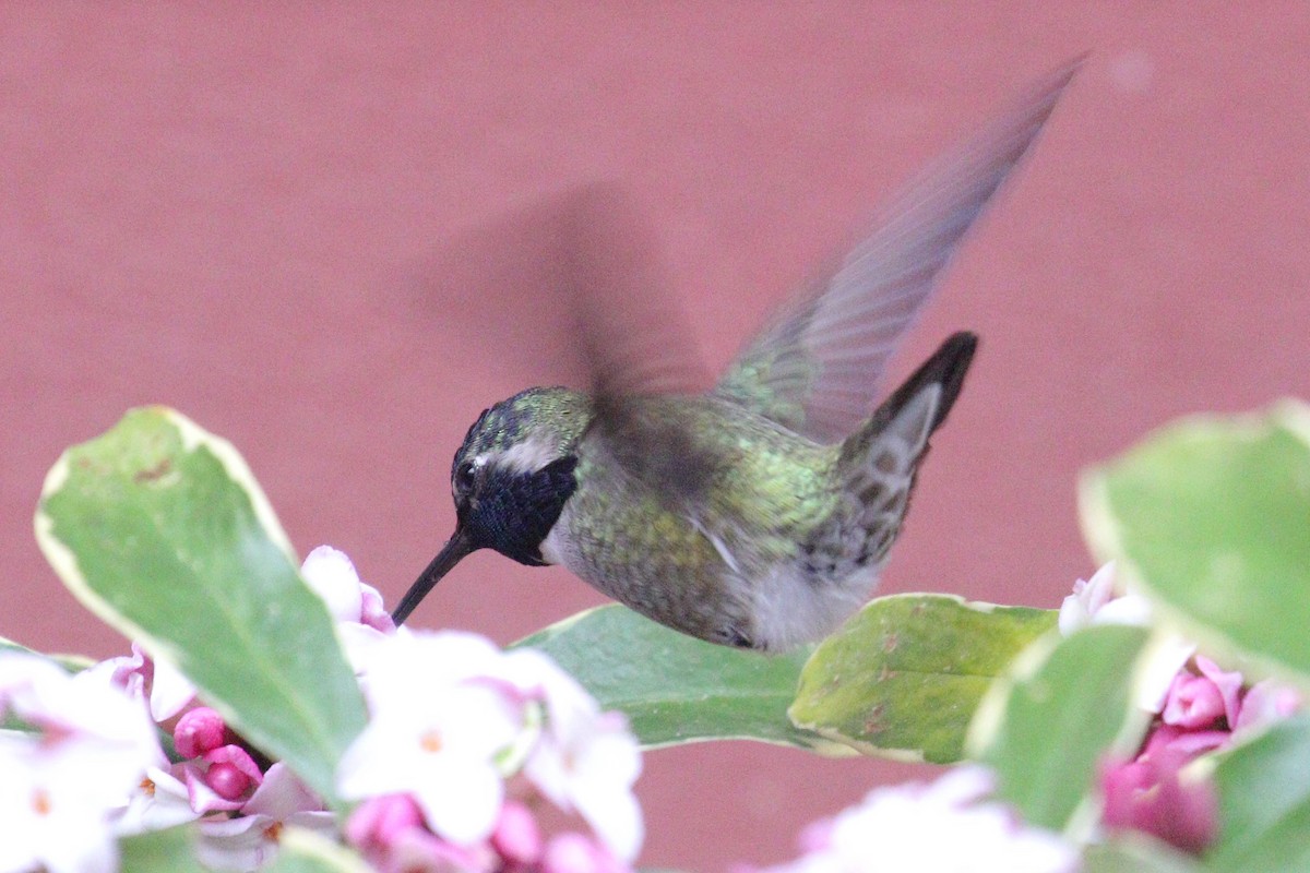 Costa's Hummingbird - ML614960253