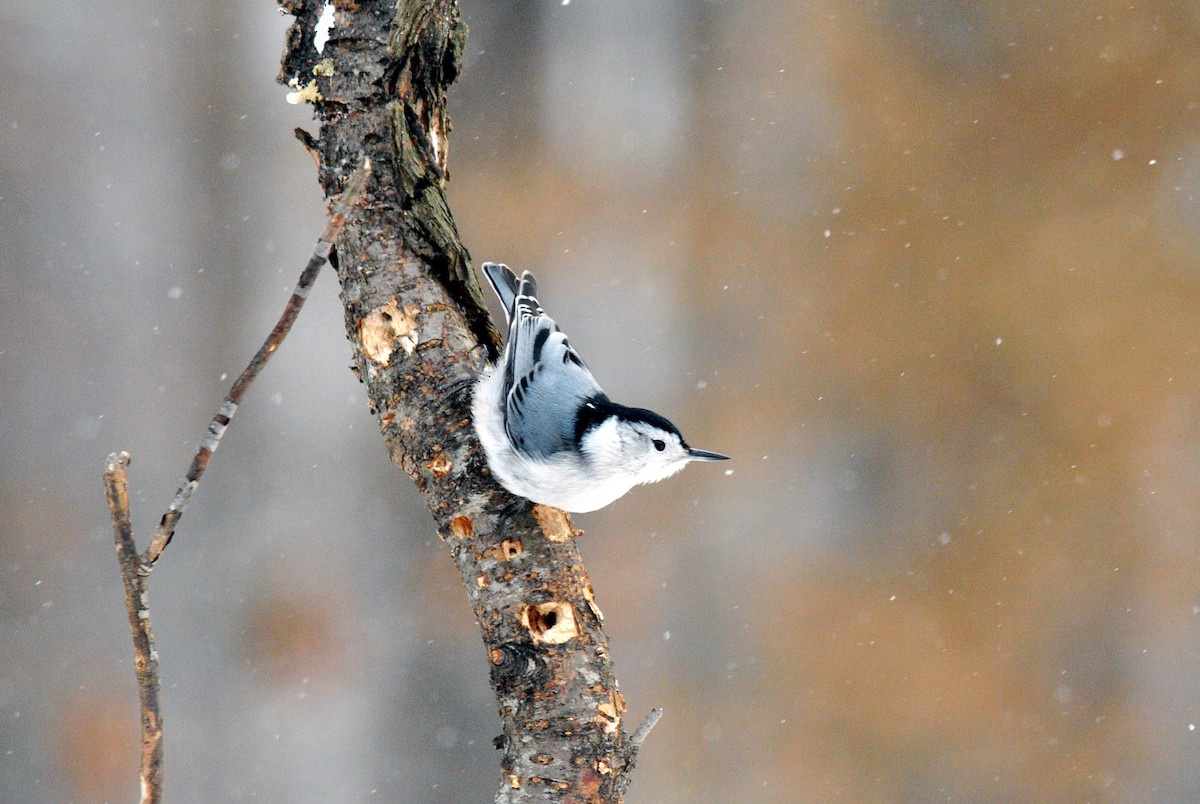 White-breasted Nuthatch - ML614960366