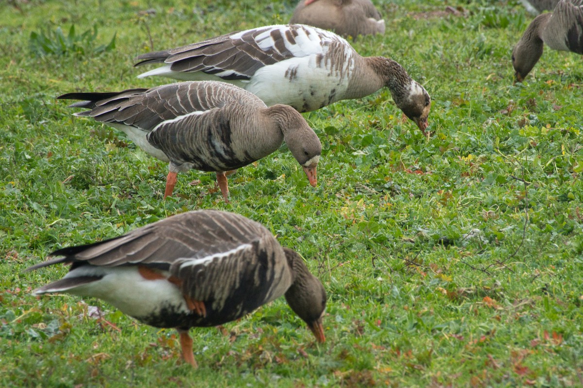 Greater White-fronted Goose - ML614960768