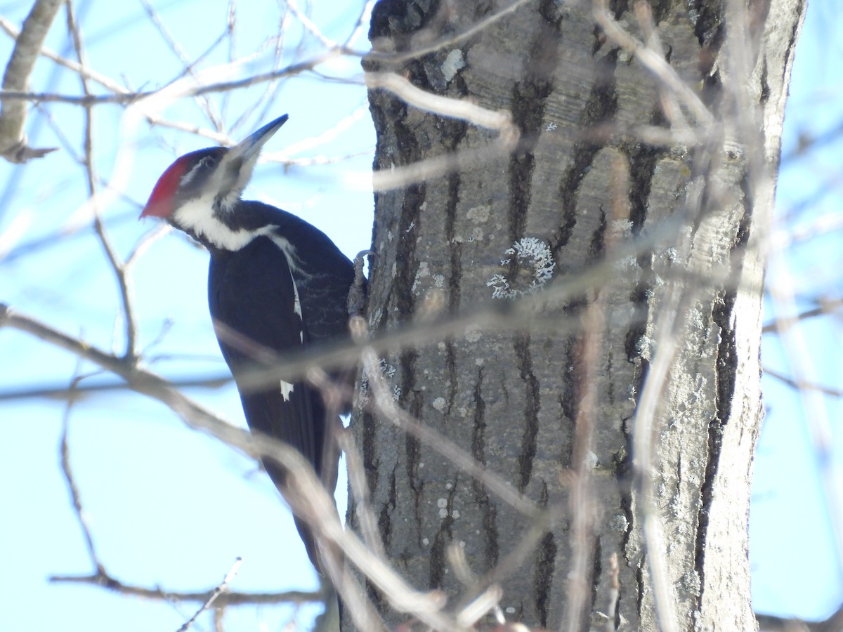 Pileated Woodpecker - ML614960808