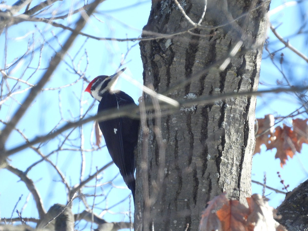 Pileated Woodpecker - ML614960809