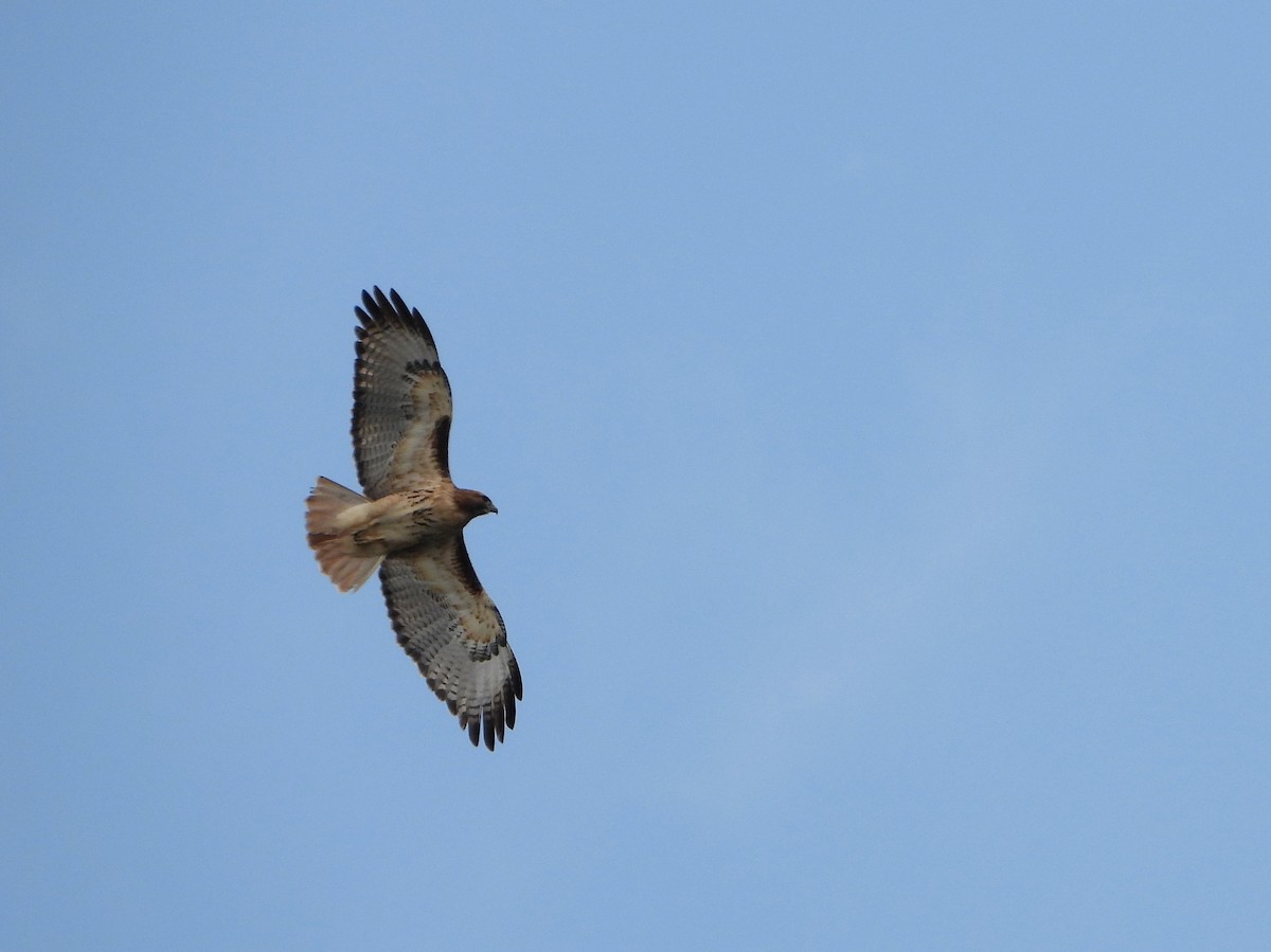 Red-tailed Hawk - ML614960828