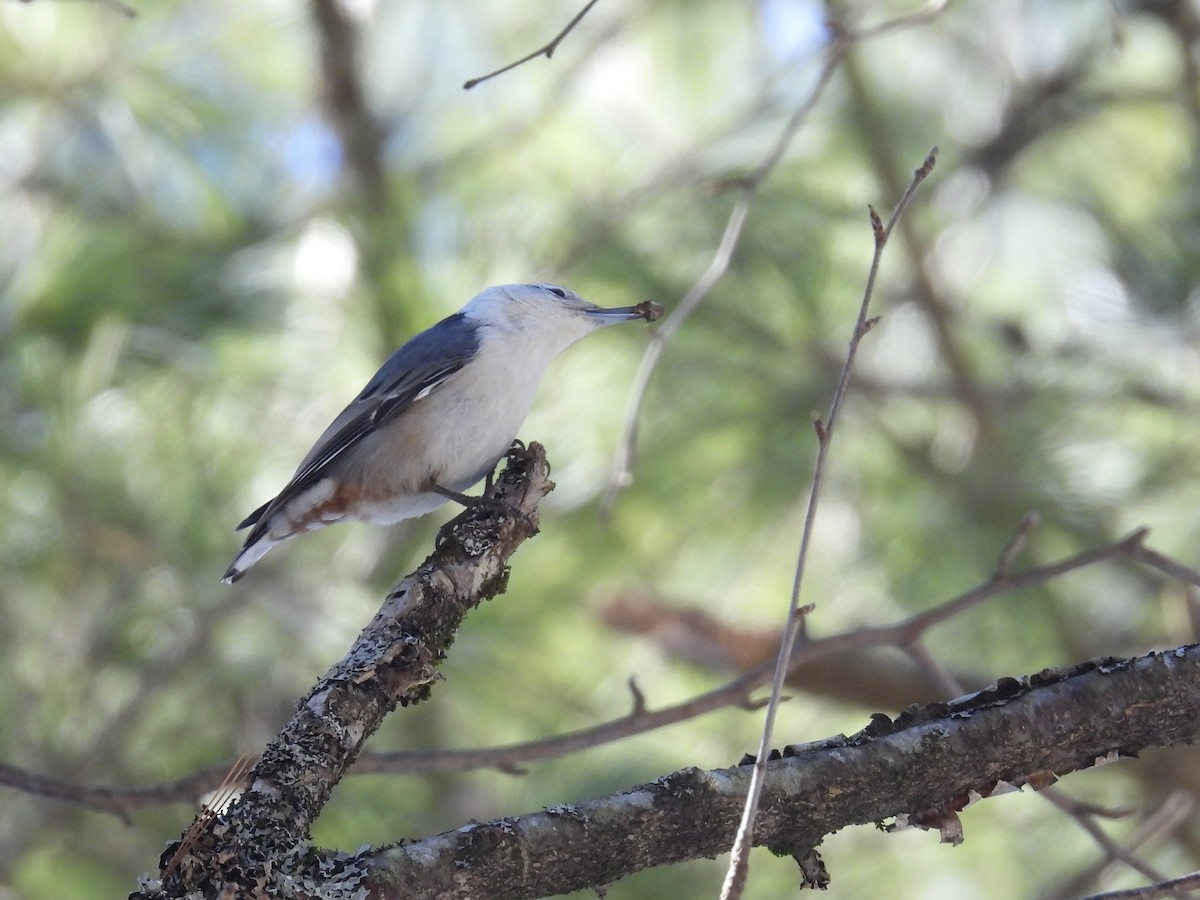 White-breasted Nuthatch - ML614960833