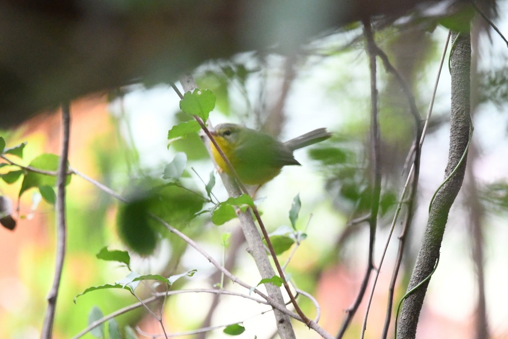 Golden-crowned Warbler - ML614960839