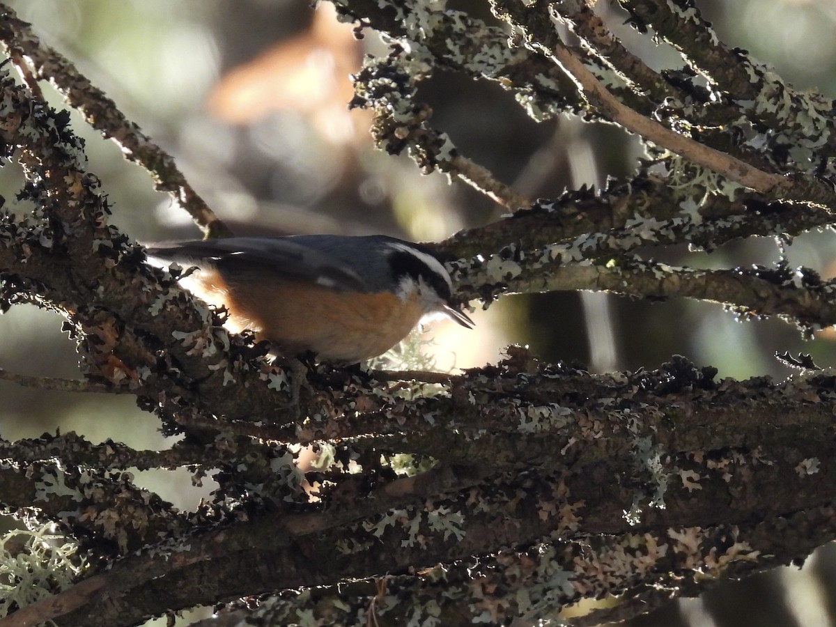 Red-breasted Nuthatch - C Douglas