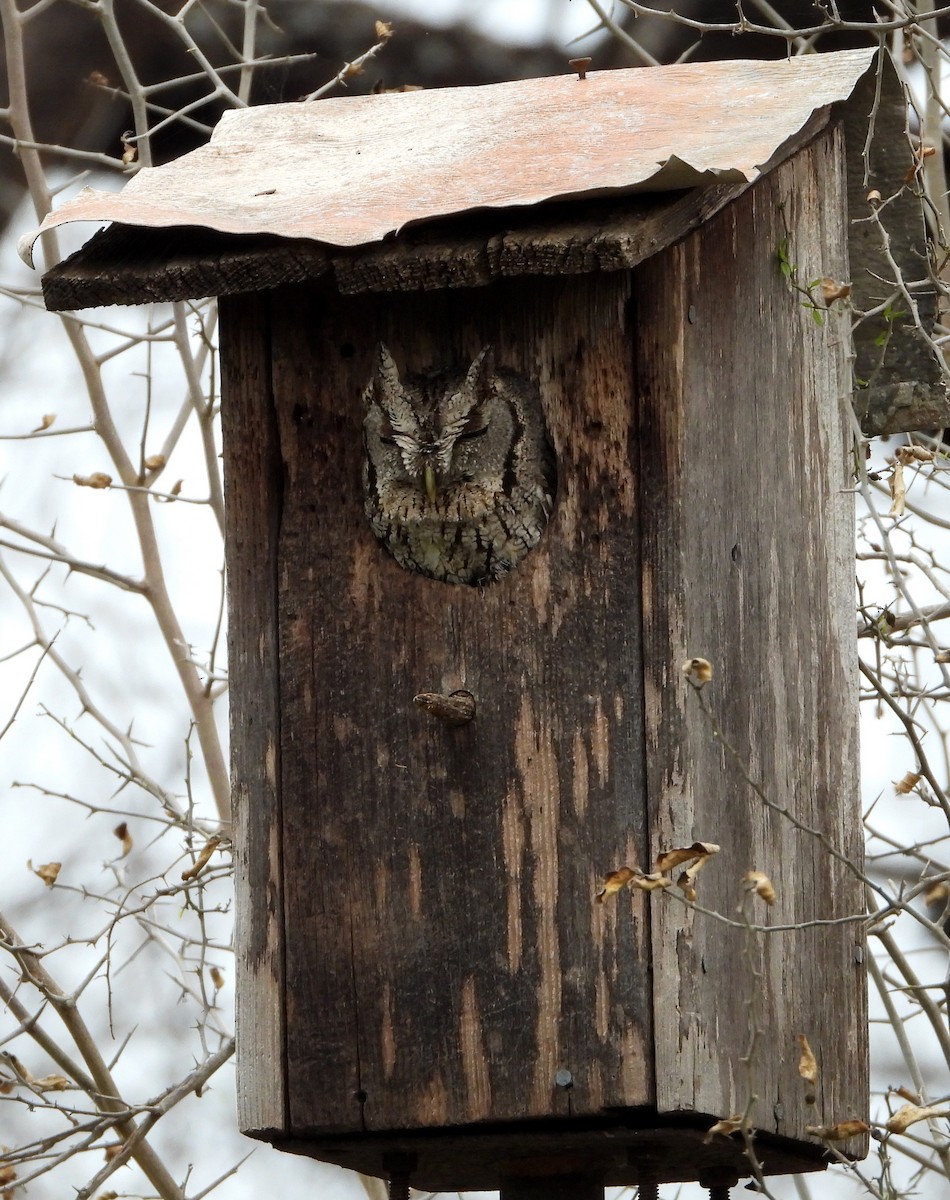 Eastern Screech-Owl - Ron Furnish