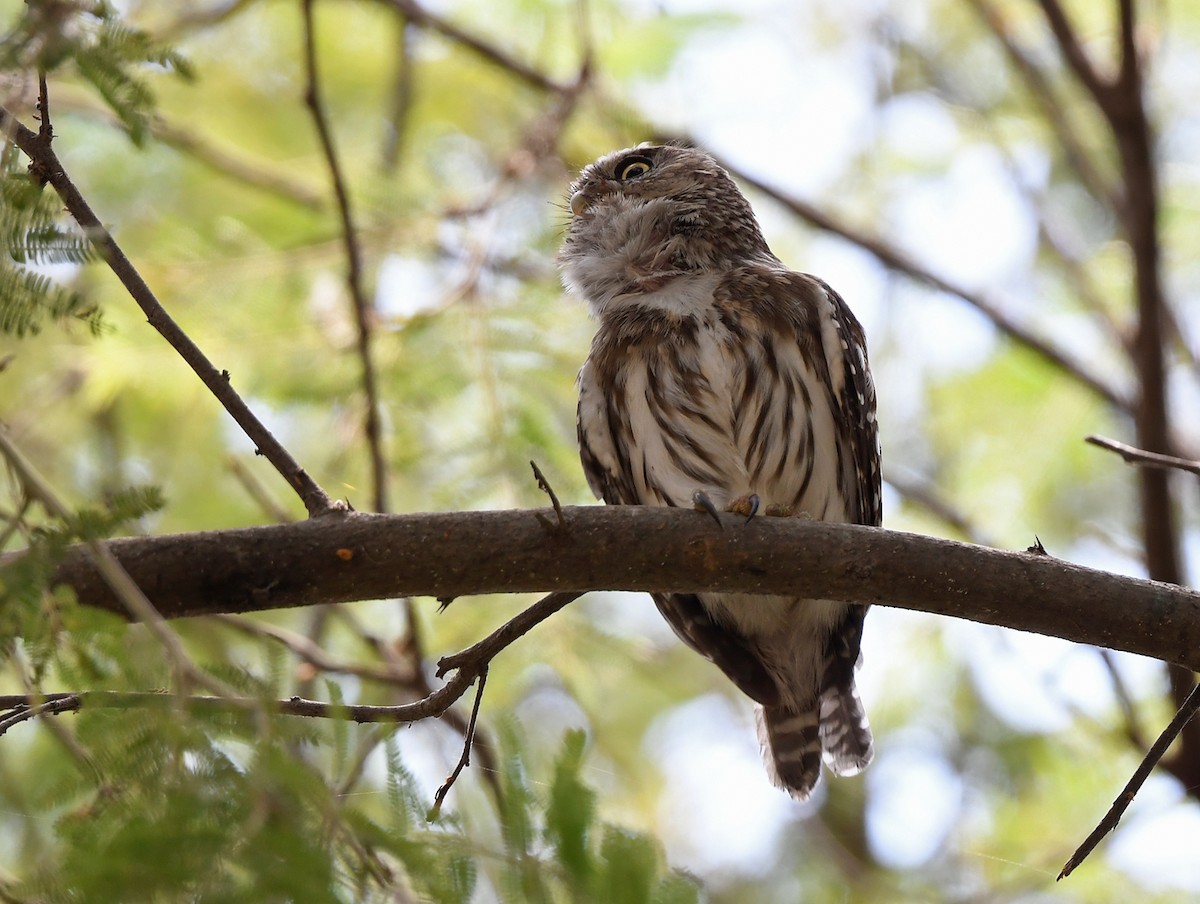 Peruvian Pygmy-Owl - ML614961021