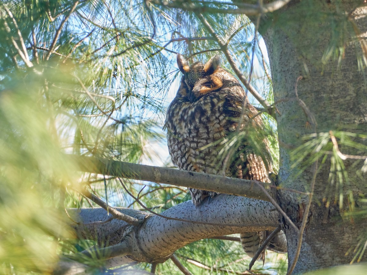 Long-eared Owl (American) - ML614961042