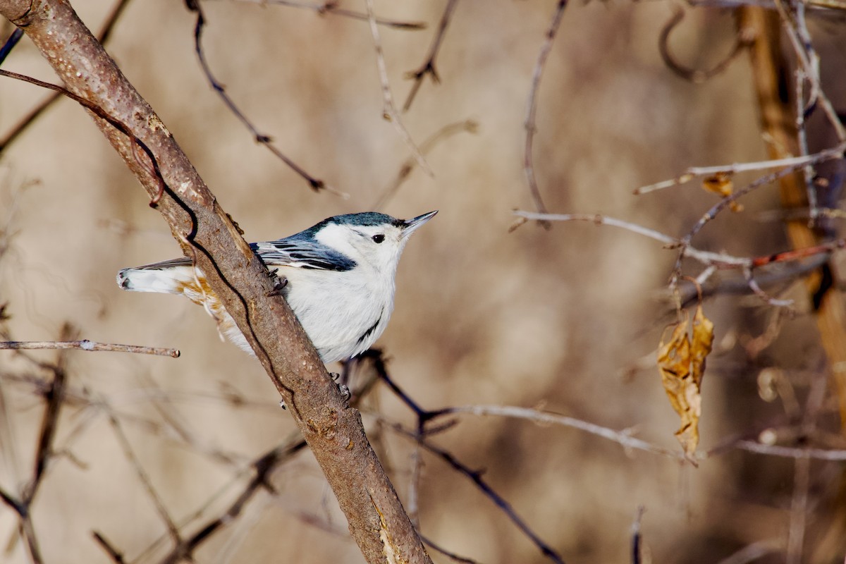 White-breasted Nuthatch - ML614961101