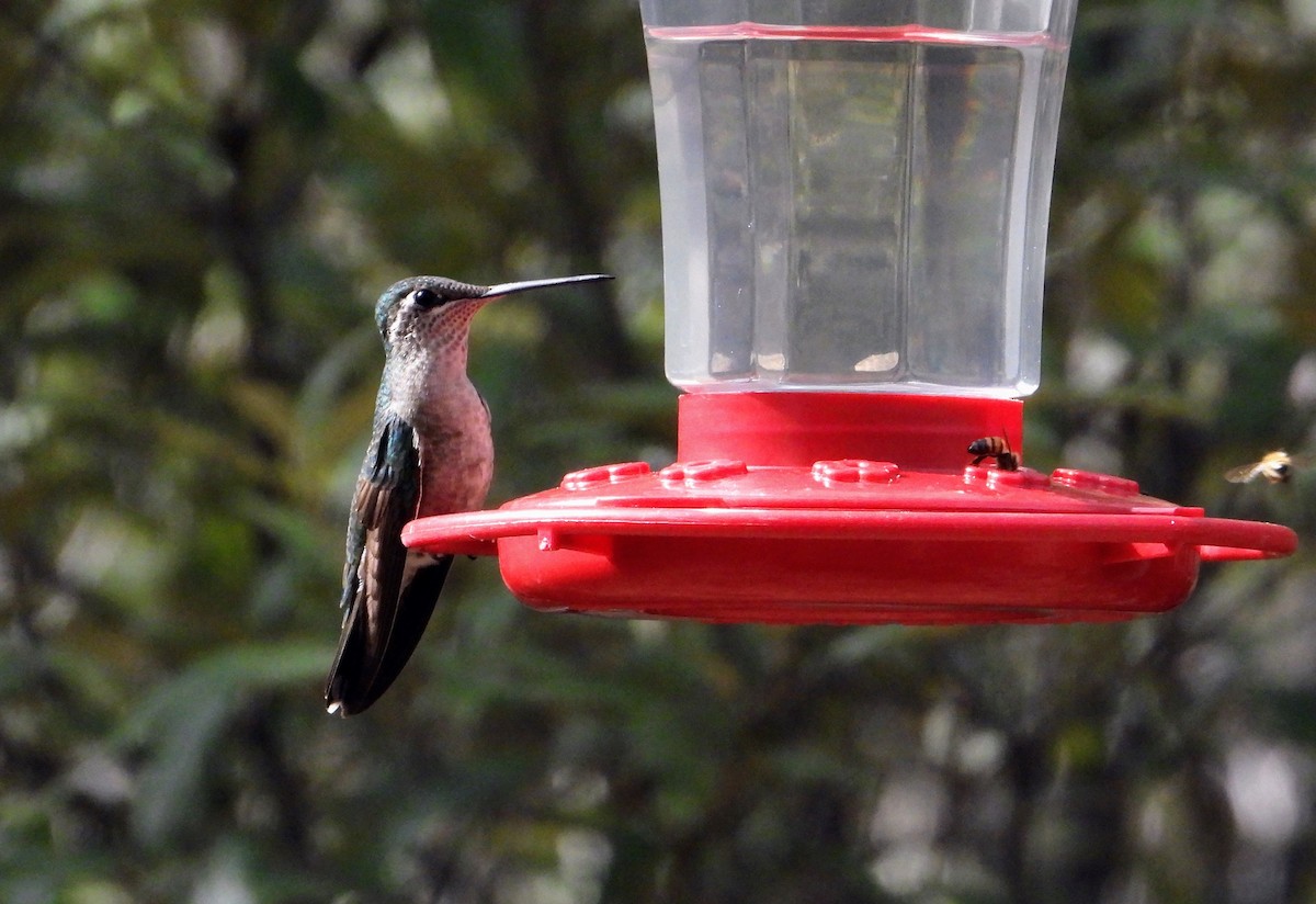 Rivoli's Hummingbird - ML614961121