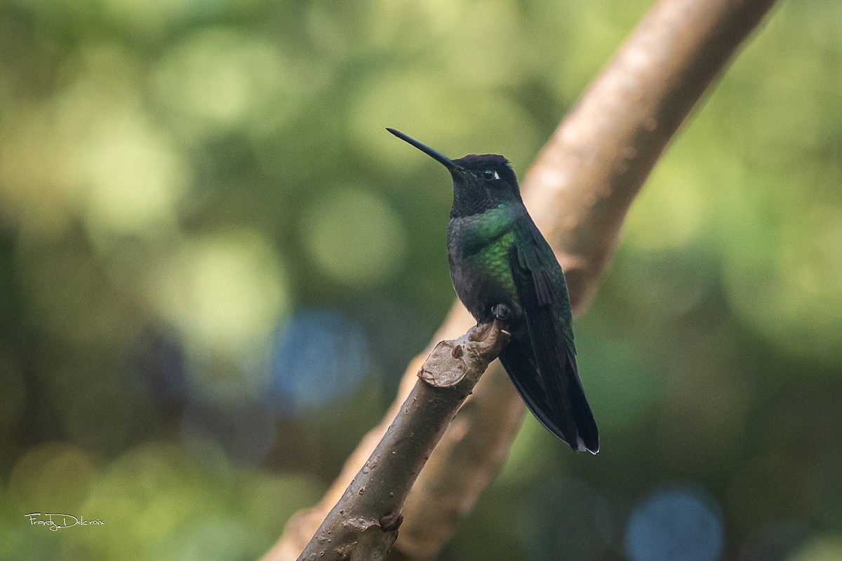 Talamanca Hummingbird - ML614961390