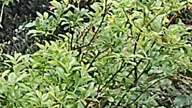 Hawaii-Akepakleidervogel - ML614961485