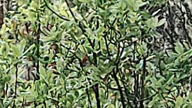 Hawaii-Akepakleidervogel - ML614961486