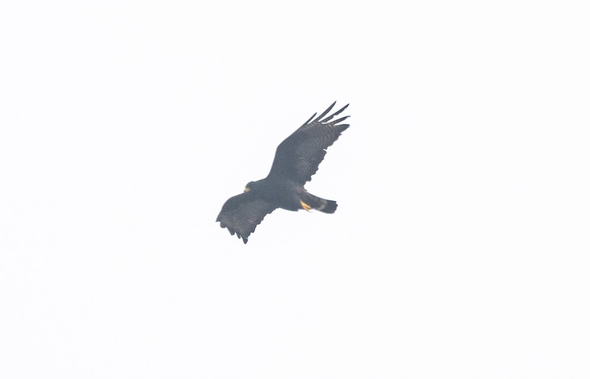 Zone-tailed Hawk - ML614961589