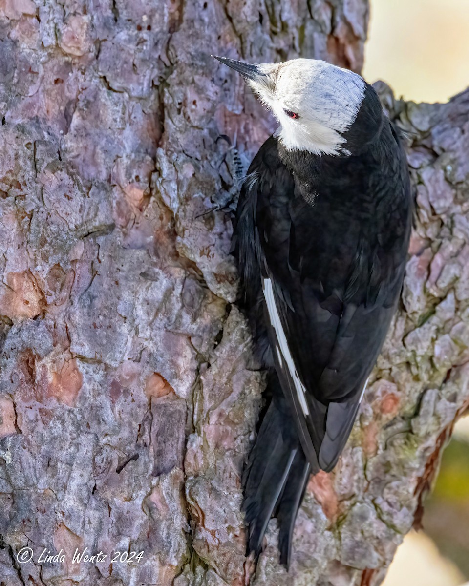 White-headed Woodpecker - ML614961616