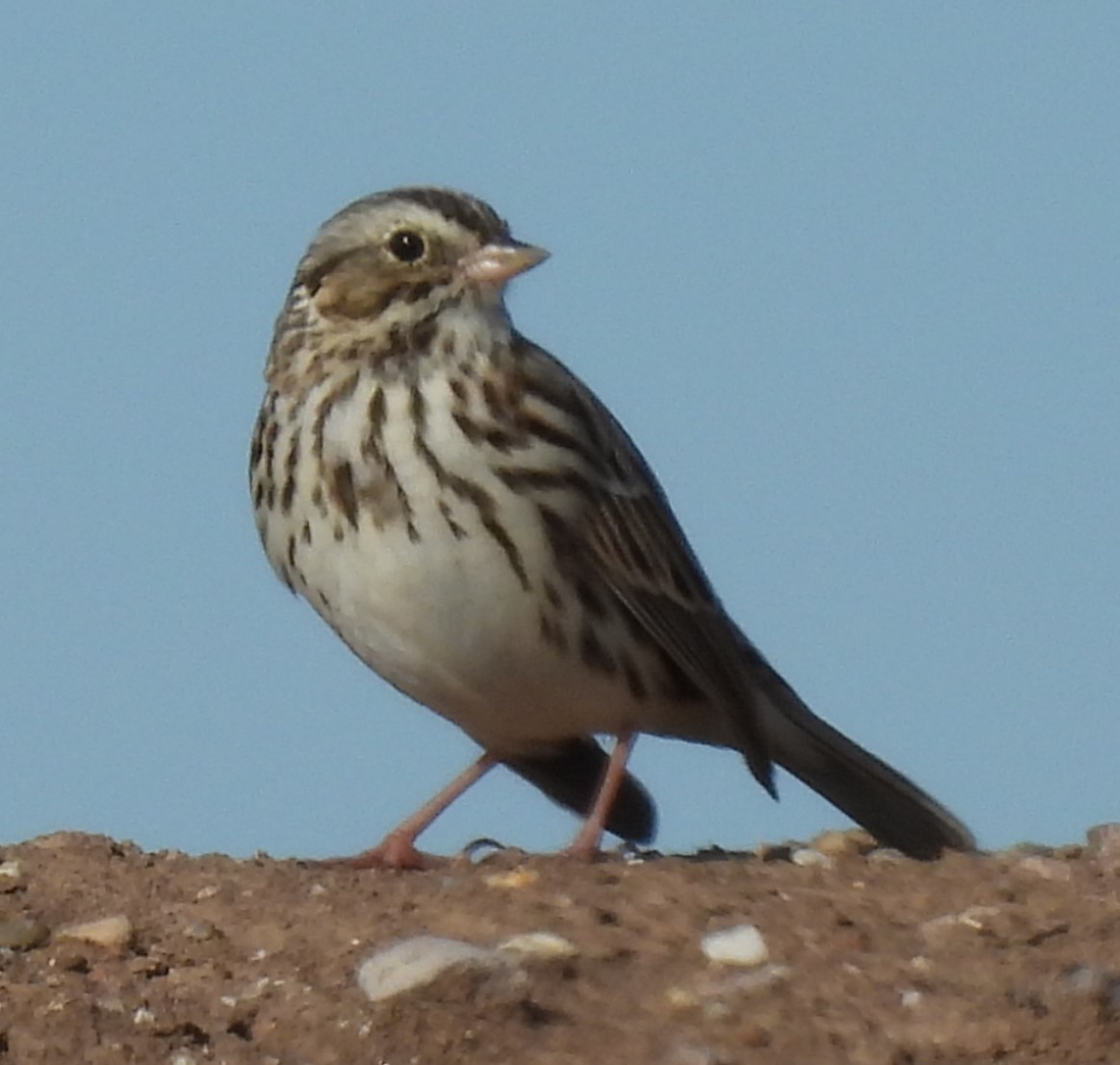 Savannah Sparrow - ML614961774