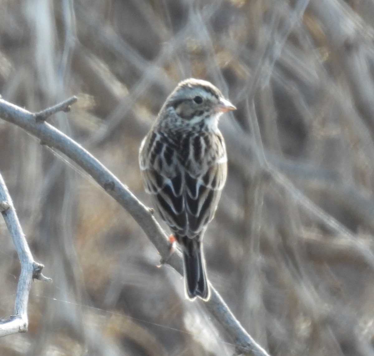 Savannah Sparrow - ML614961797