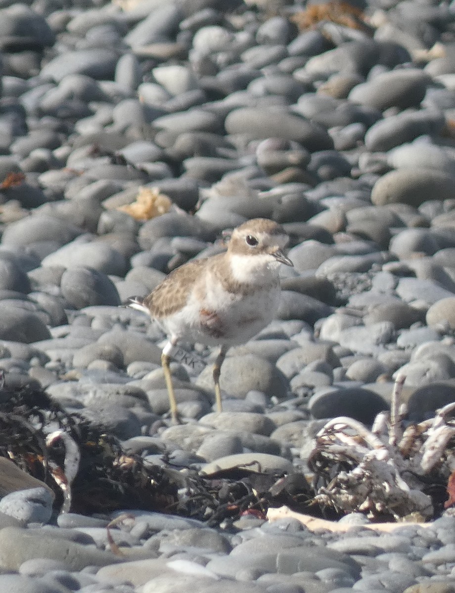 Double-banded Plover - ML614961835