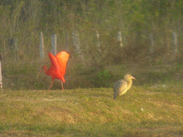 ibis rudý - ML614961895