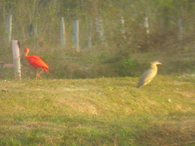 ibis rudý - ML614961896
