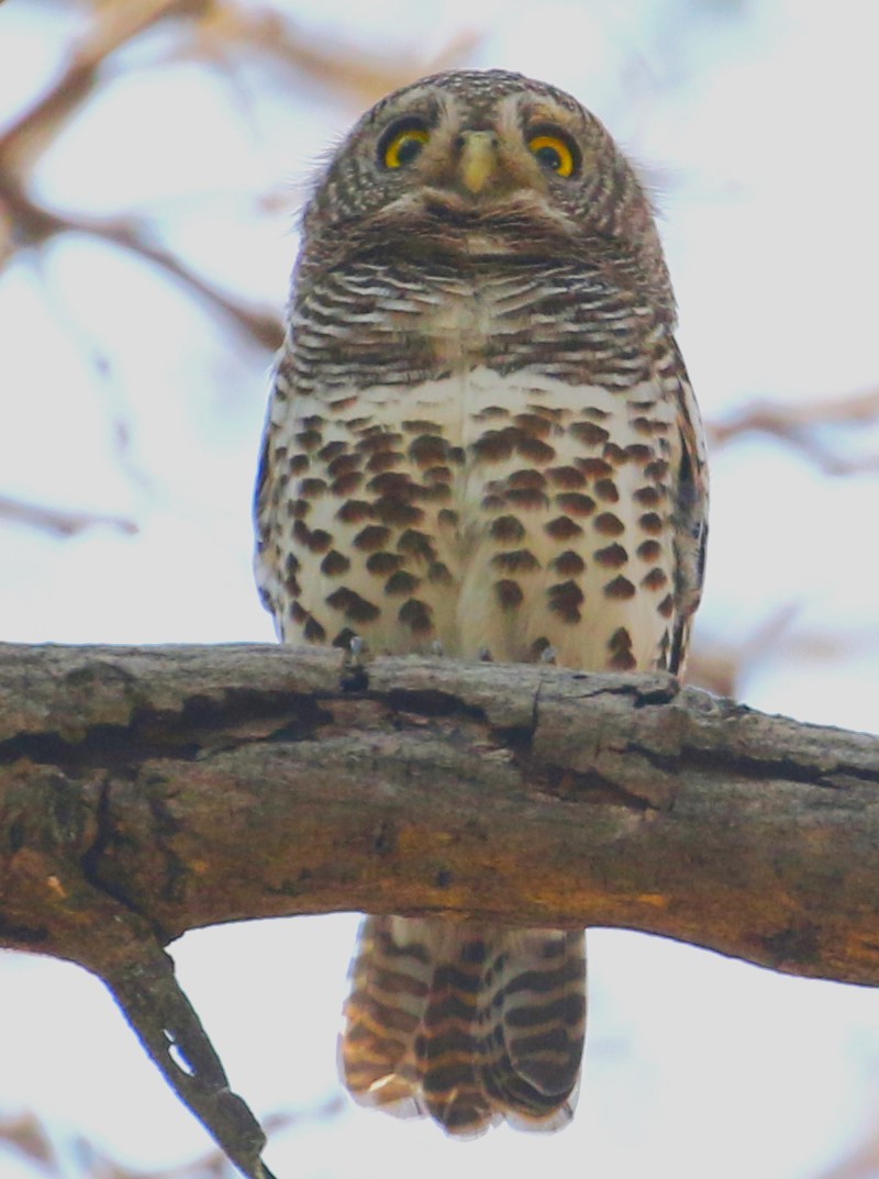 African Barred Owlet - ML614962171