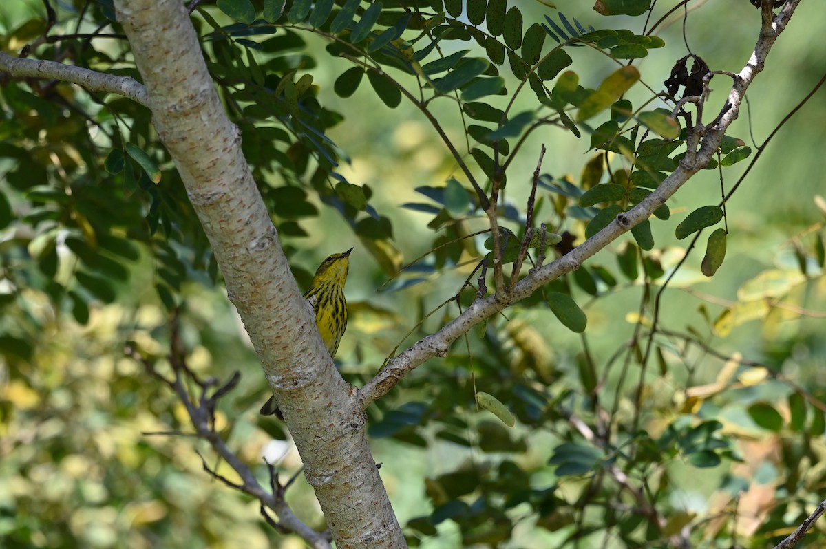 Cape May Warbler - ML614962183