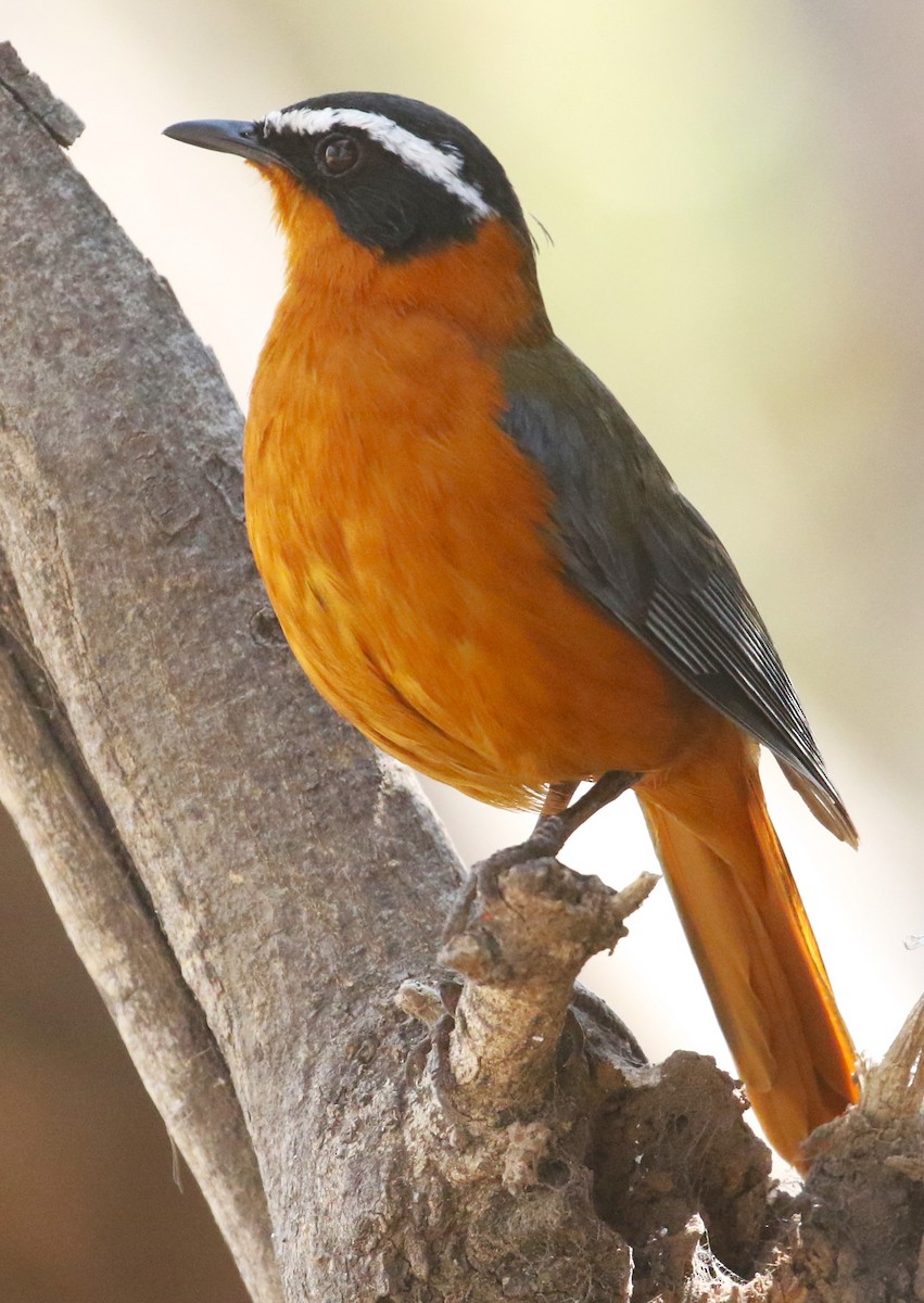 White-browed Robin-Chat - ML614962190