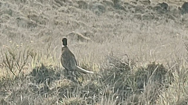 Ring-necked Pheasant - ML614962278