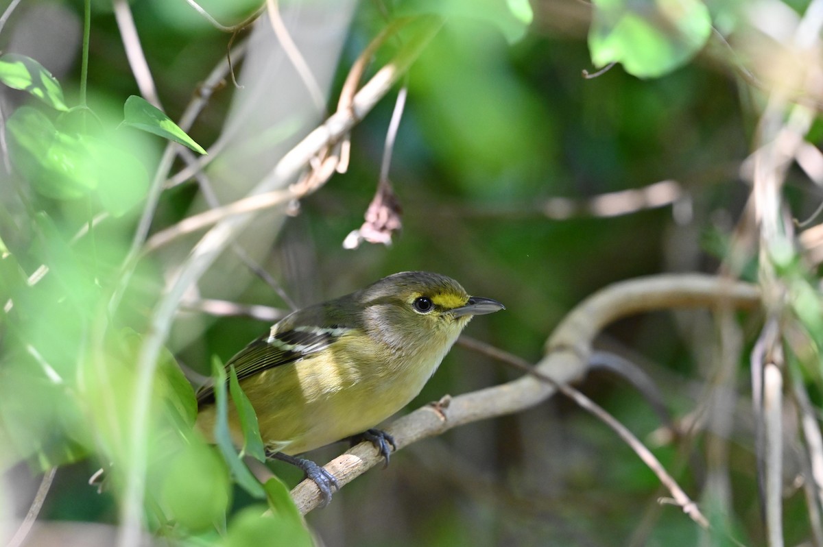 Thick-billed Vireo - ML614962334