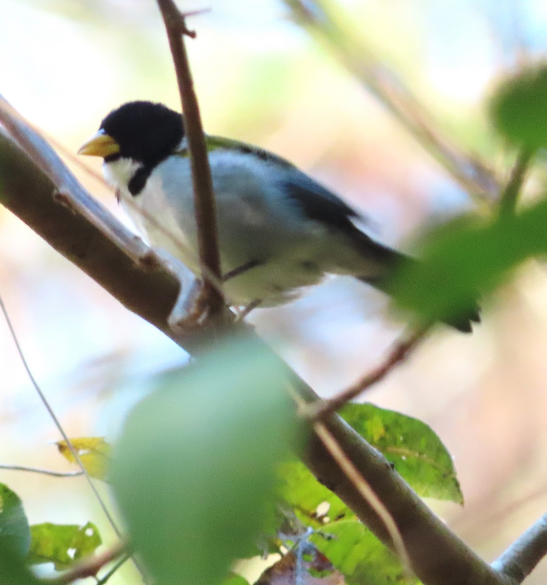 Golden-winged Sparrow - Alfredo Correa