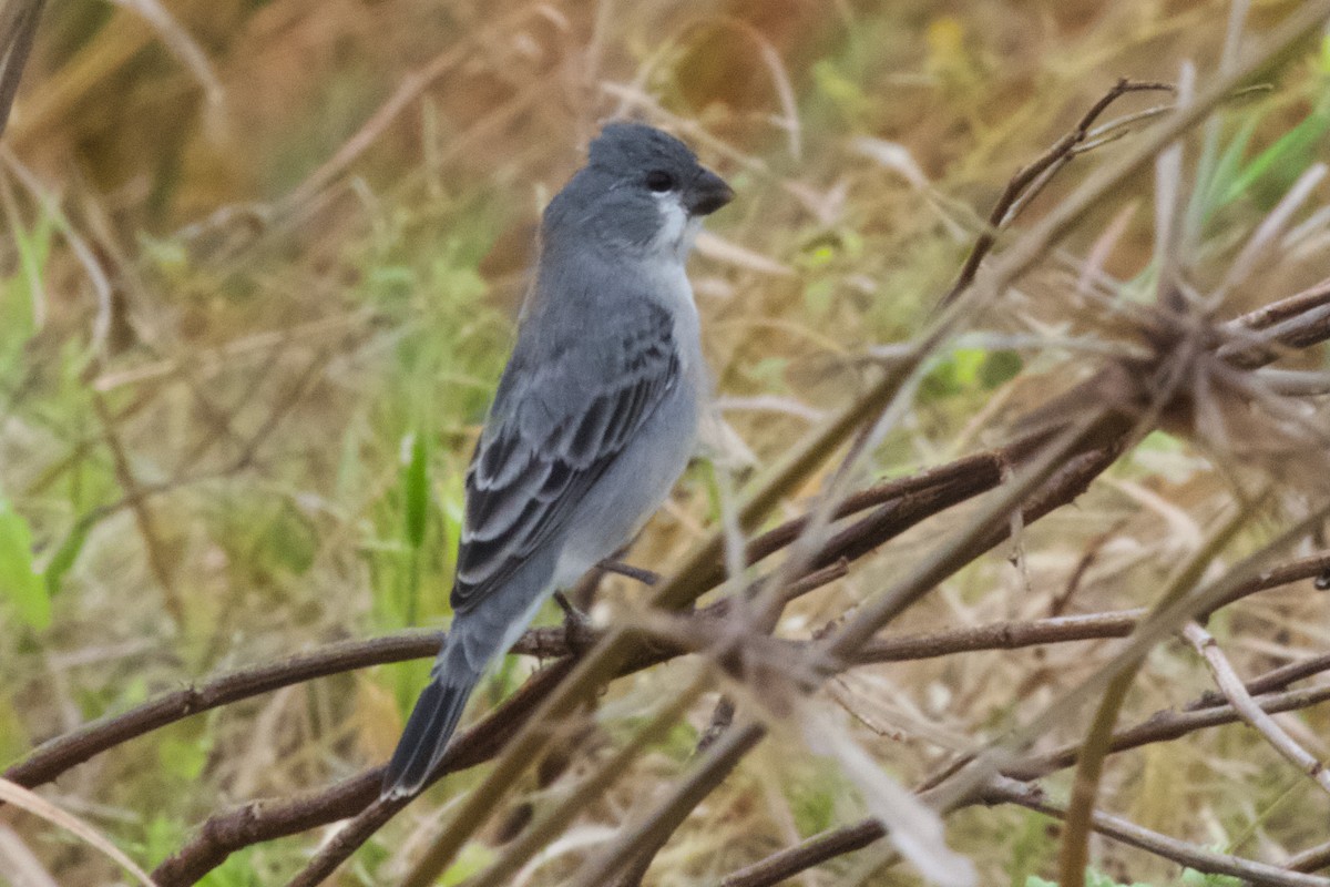 Plumbeous Seedeater - Luciano Naka