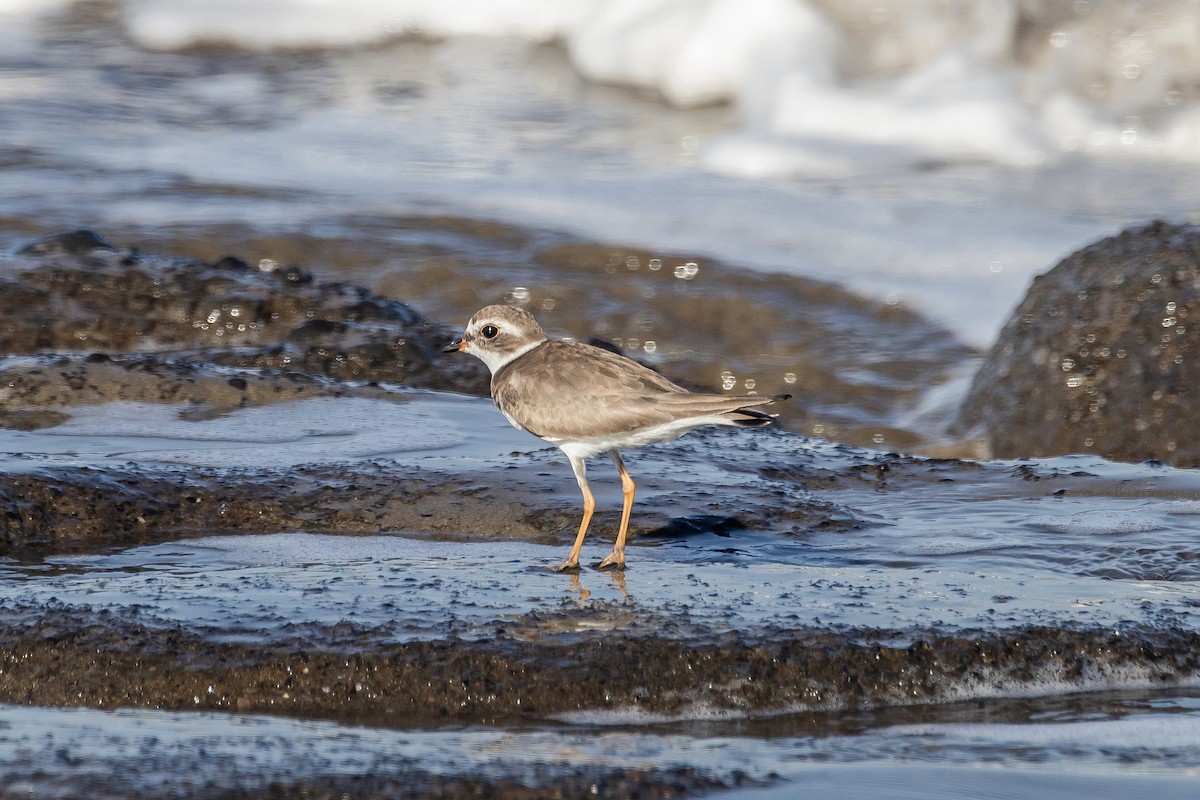 Semipalmated Plover - ML614962813