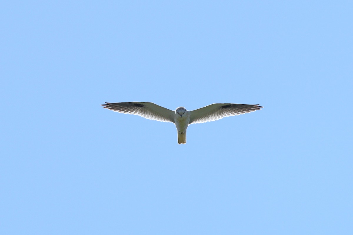 Black-shouldered Kite - ML614962912