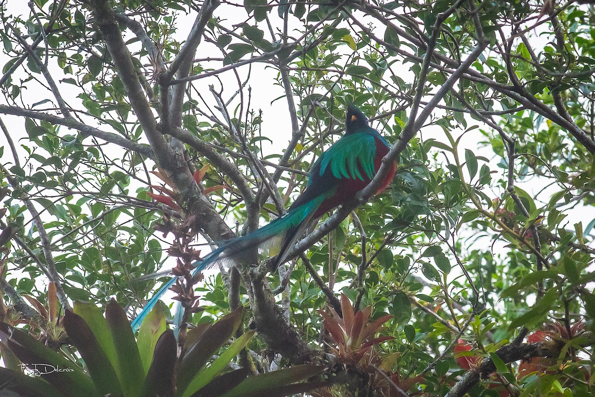 Quetzal Guatemalteco - ML614962919