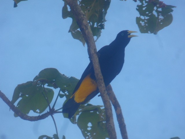 Yellow-rumped Cacique - ML614963306