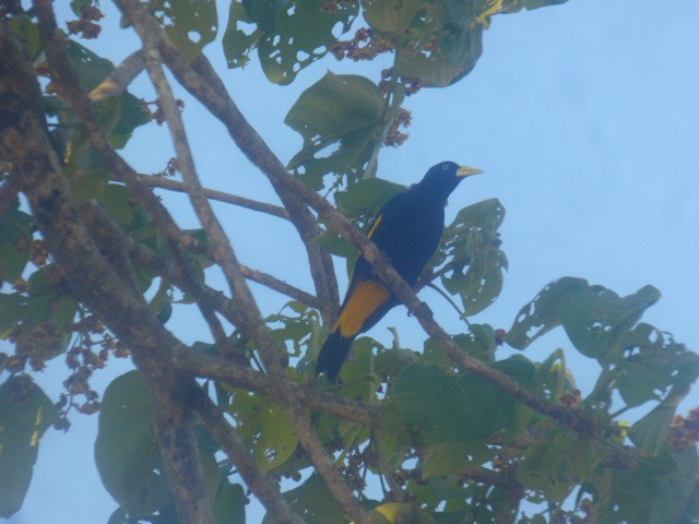 Yellow-rumped Cacique - ML614963308
