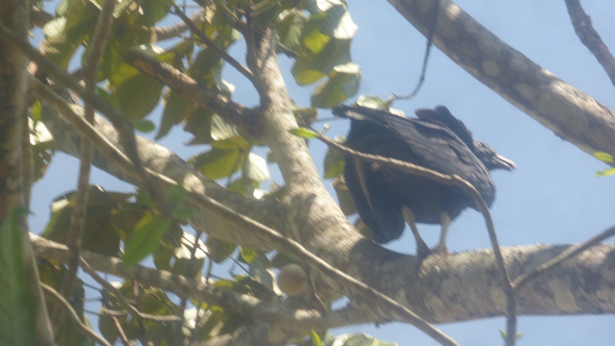 Black Vulture - Carlos José Díaz García