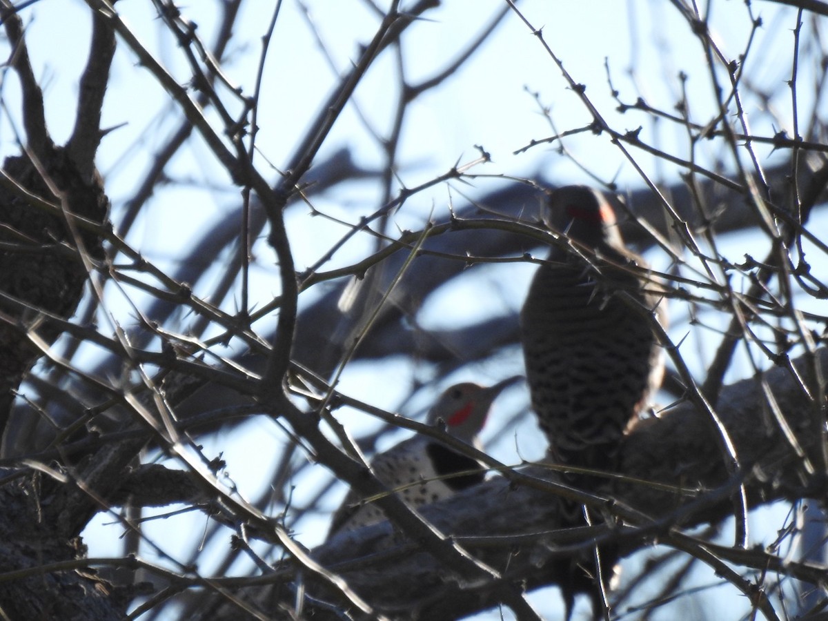 Northern Flicker (Yellow-shafted x Red-shafted) - ML614963457