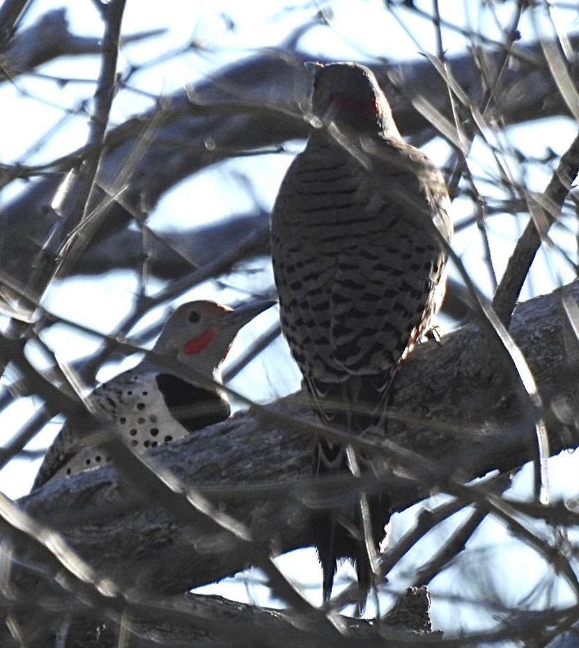 Northern Flicker (Yellow-shafted x Red-shafted) - ML614963459