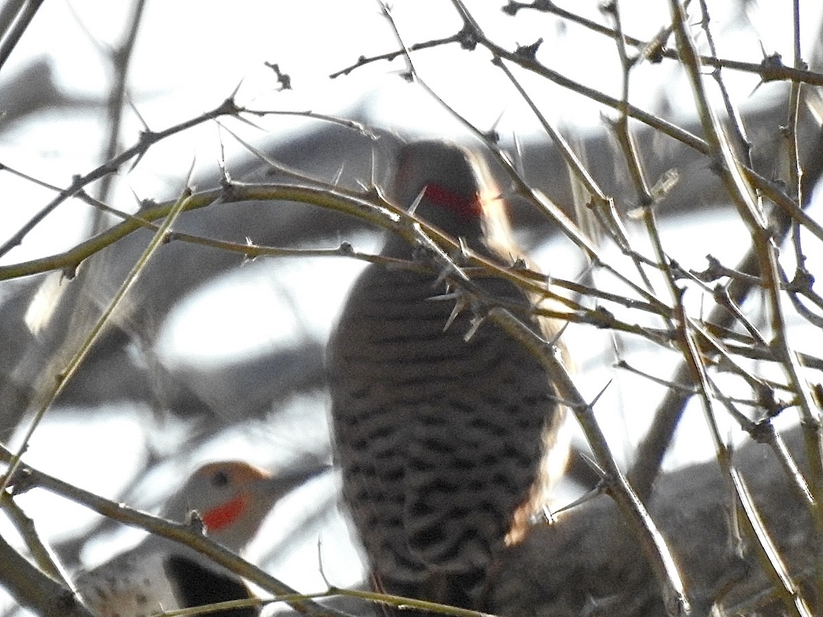 Northern Flicker (Yellow-shafted x Red-shafted) - ML614963460